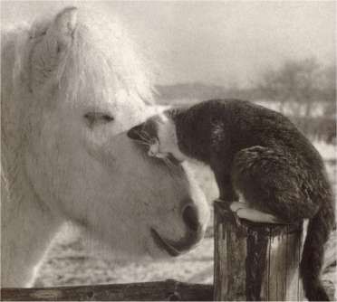 cat-horse-friends.jpg