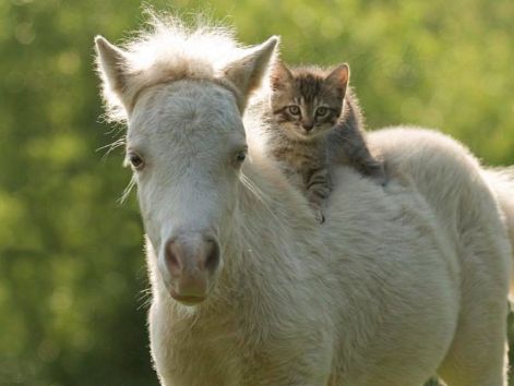 cat_sitting_on_horse_back.jpg