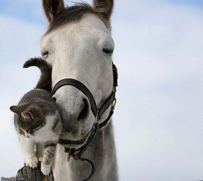 cute-horse-cat-pals-400x356.jpg