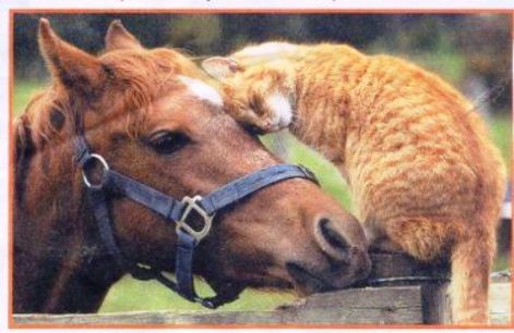 horse-and-cat-pic.jpg
