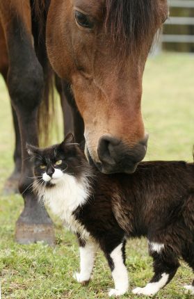 horse-and-cat.jpg